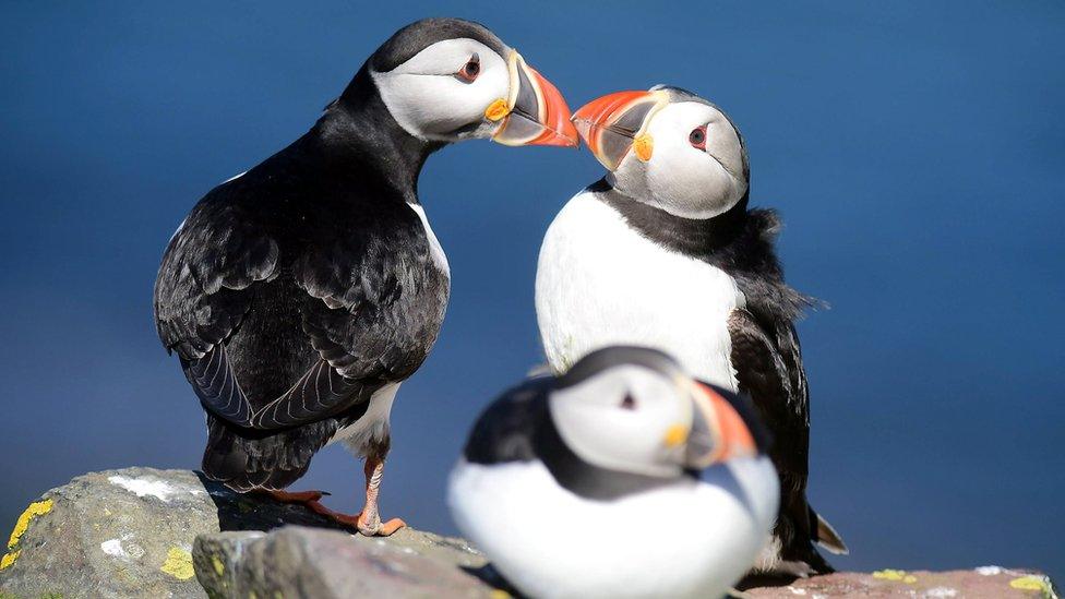 Puffins