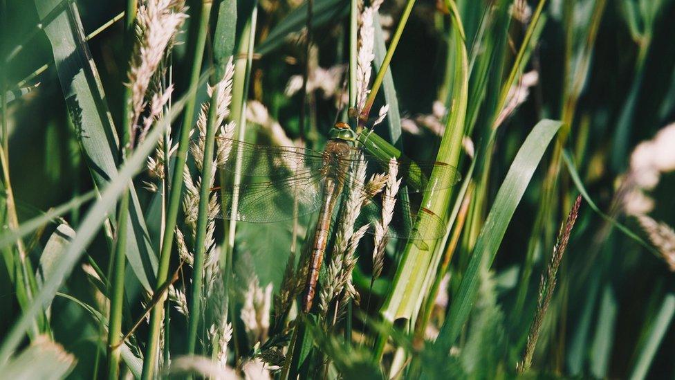 Norfolk Hawker dragonfly