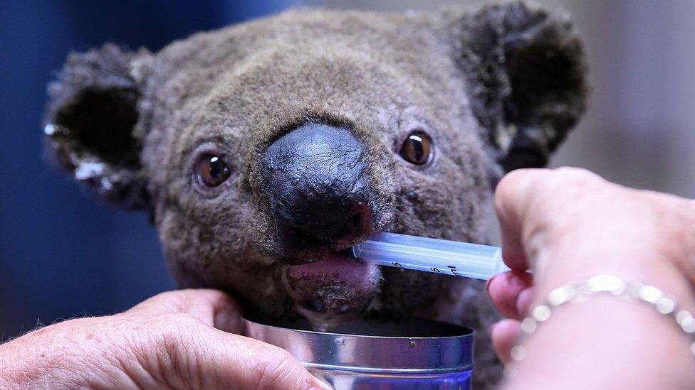 australian-bushfires.