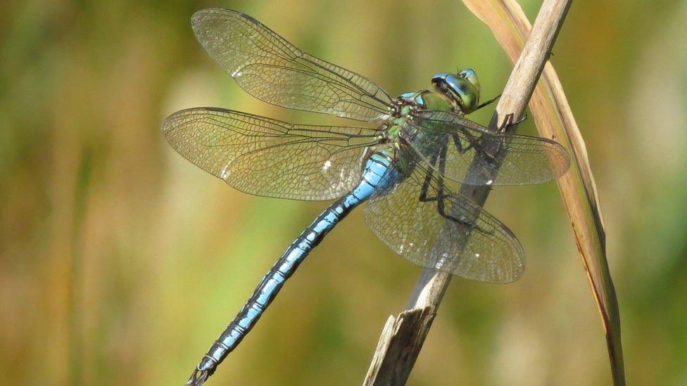 Emperor dragonfly