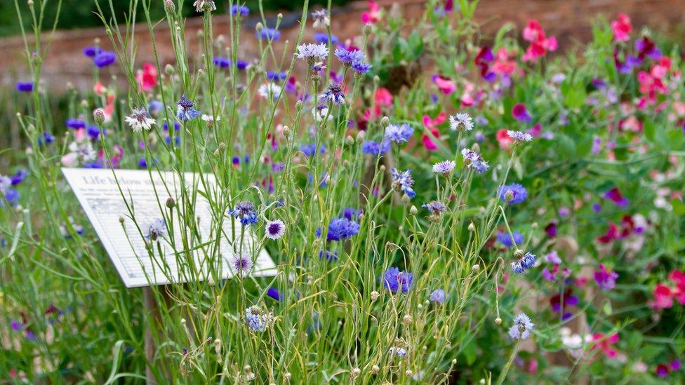 Guy's Cliffe Walled Garden