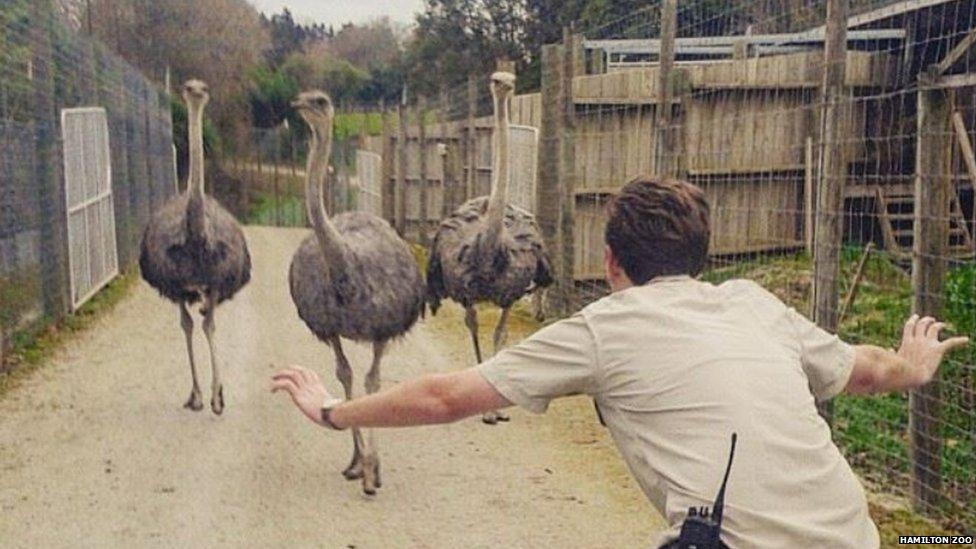 keeper with ostriches