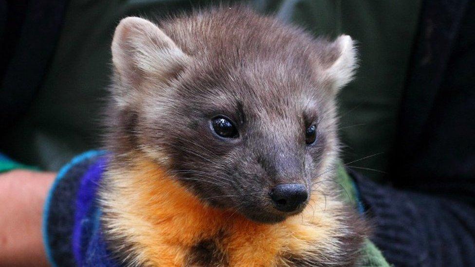 Pine marten