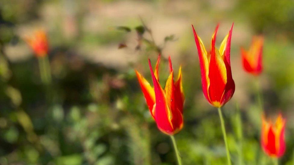 Flowers in bloom at East Ruston Old Vicarage garden