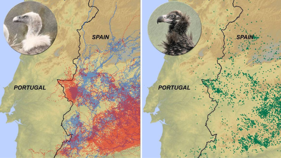 Spanish research map of vulture travels