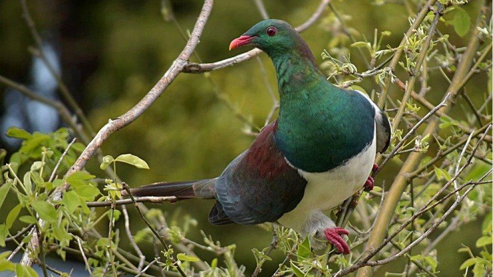 Kereru bird