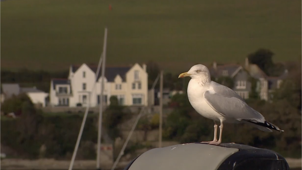 A herring gull