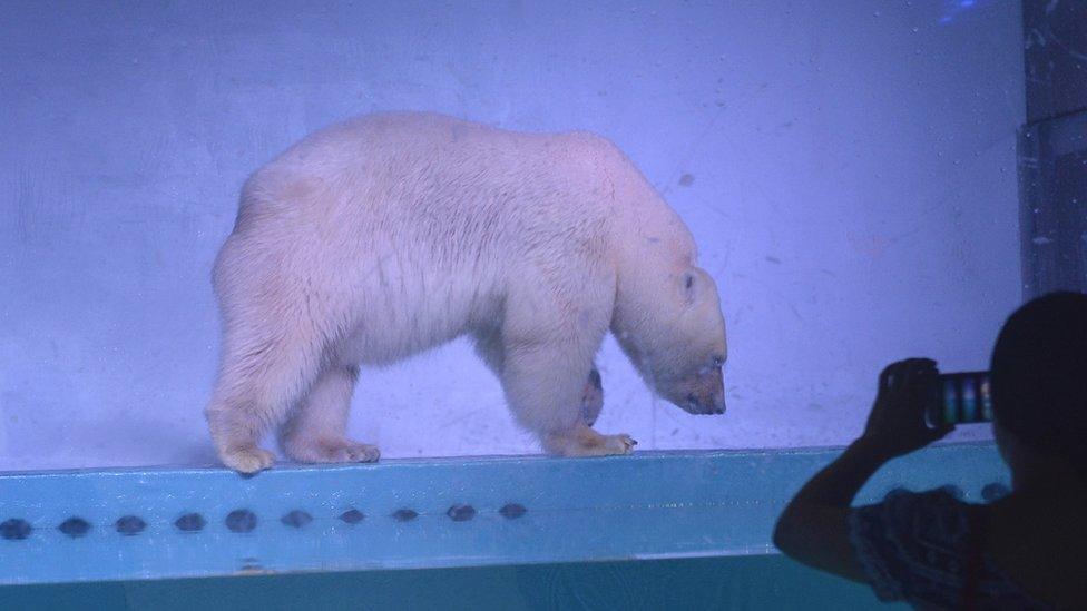 This picture taken on July 24, 2016 shows visitors taking photos of a polar bear inside its enclosure at the Grandview Mall Aquarium