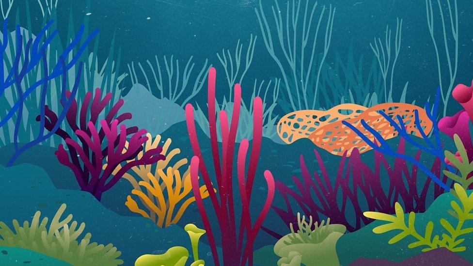 coral reef graphic