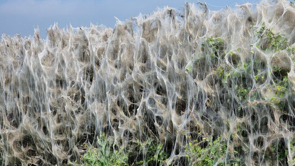 Hedge with caterpillar web