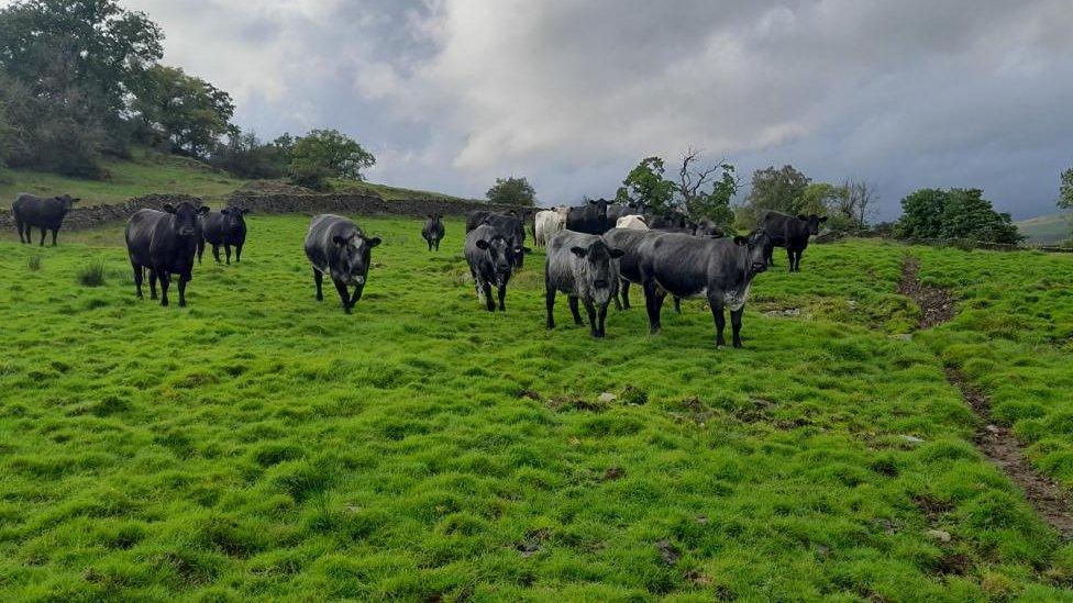 Aberdeen Angus at Mislet Scroggs