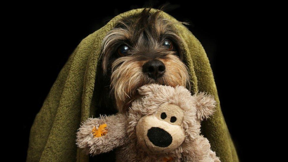 dog coverd in a blanket holding a teddy bear in it's mouth