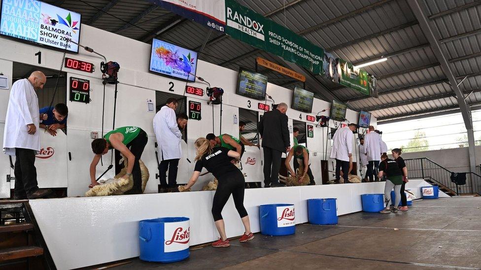 Sheep shearing competition