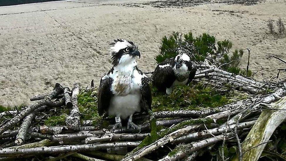 Ospreys Blue 35 and White YW at Foulshaw Moss Nature Reserve