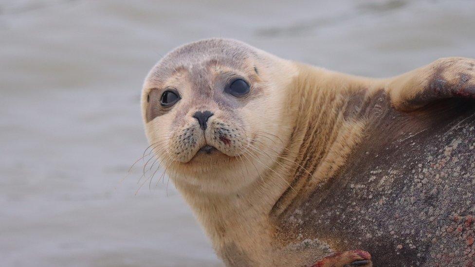 Salsa the seal pup