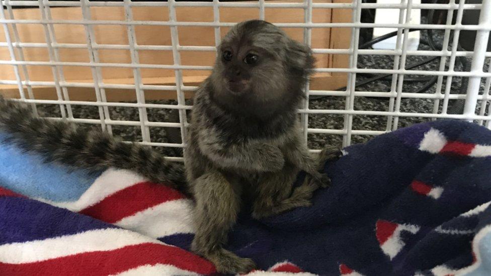 TikTok the monkey in a cage