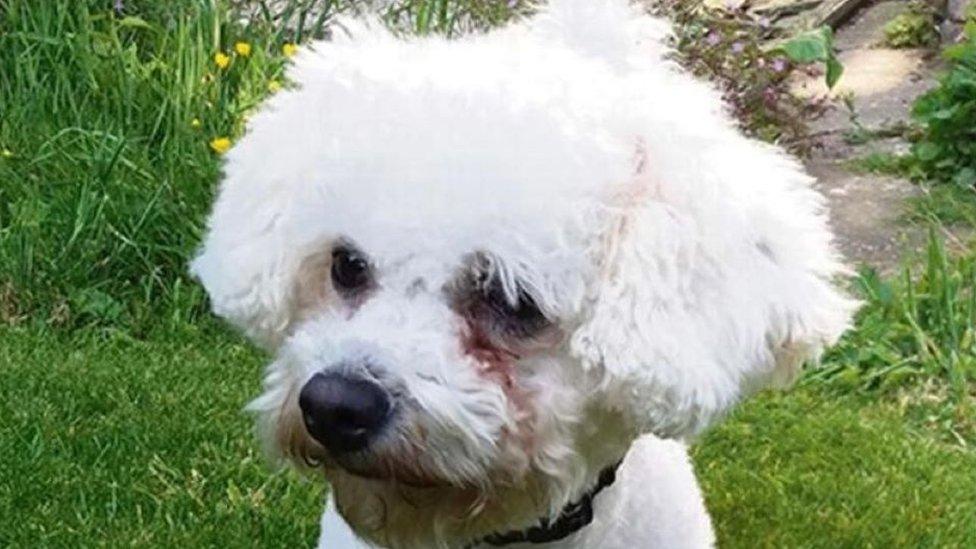 White coloured Bichon frise Emilie