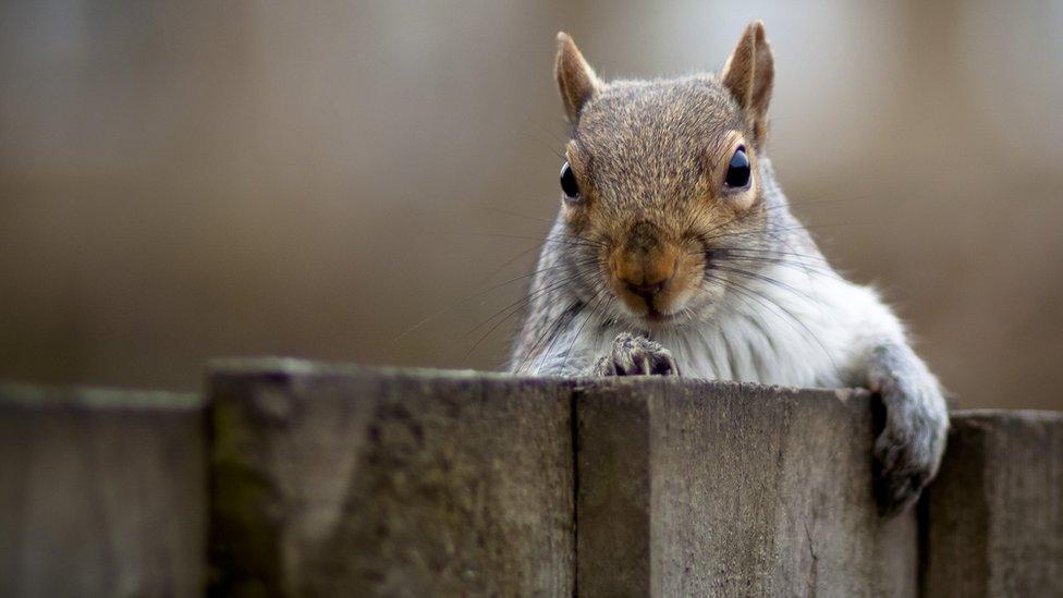 Grey squirrel