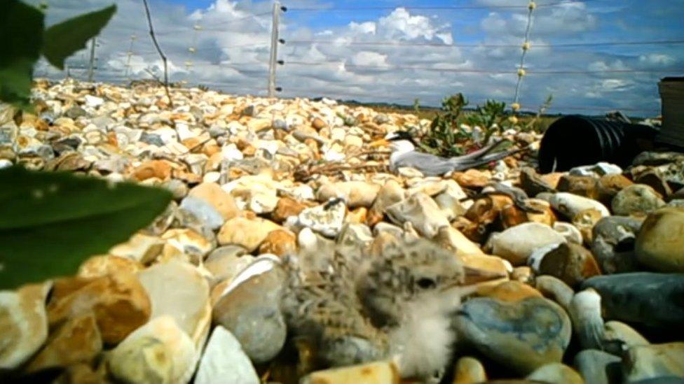 Little terns