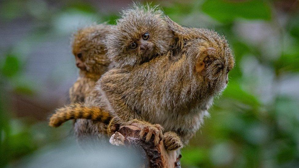 Twin eastern pygmy marmosets