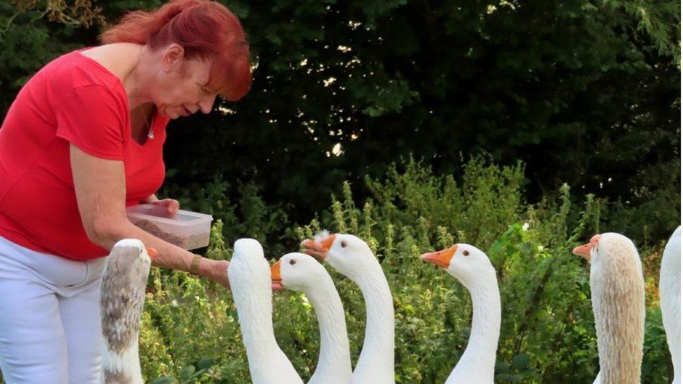 Roslynne Eaton with the geese at Two Locks, Cwmbran