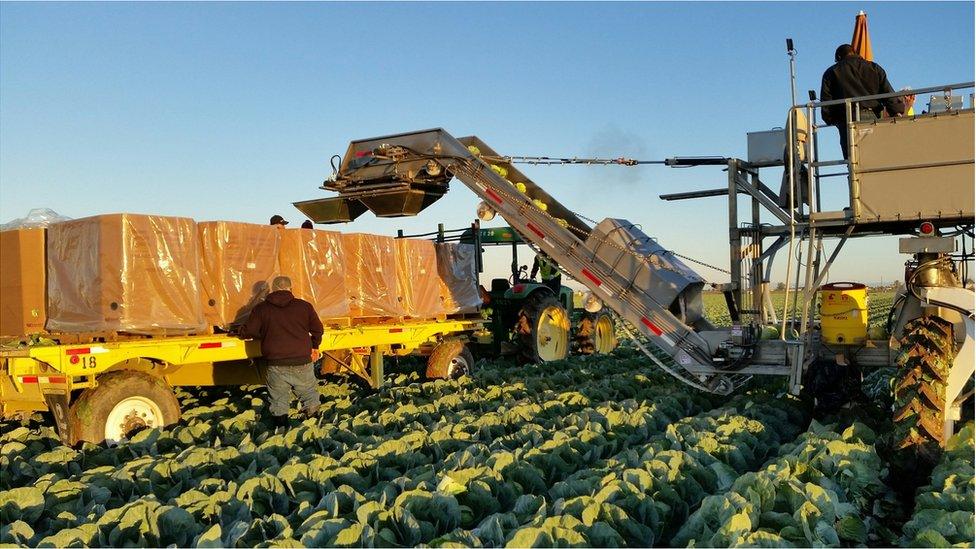 Cabbages being harvested