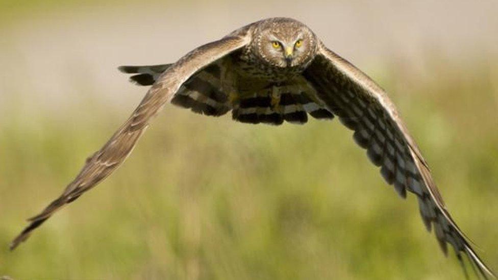 Hen Harrier