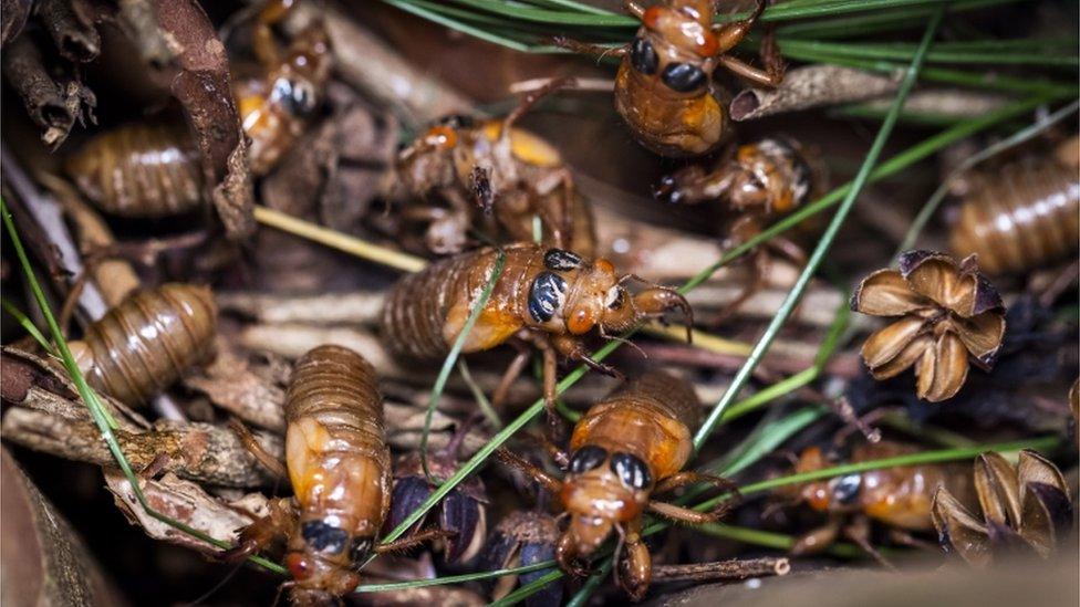 Brood X cicadas.