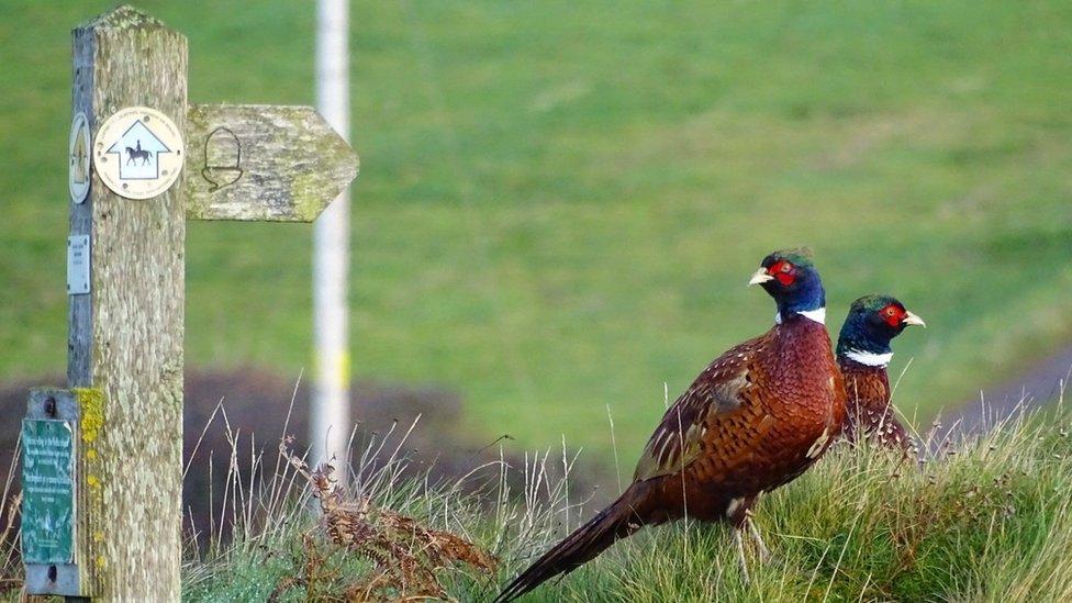 Paul Morgan captured this pair of pheasants while walking the Pembrokeshire coast path near St Ishmaels.