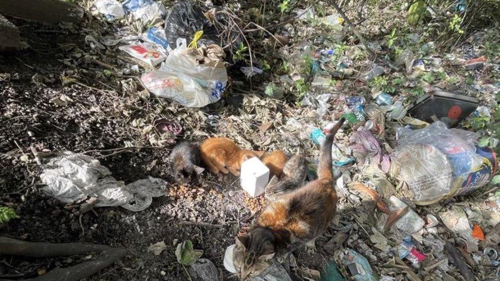 The cats were found in a rubbish-strewn layby