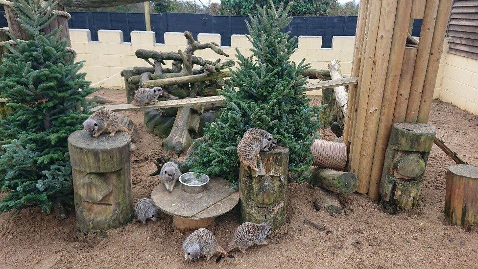 Meerkats at the owl sanctuary