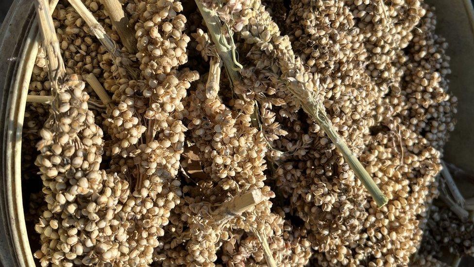 Sorghum