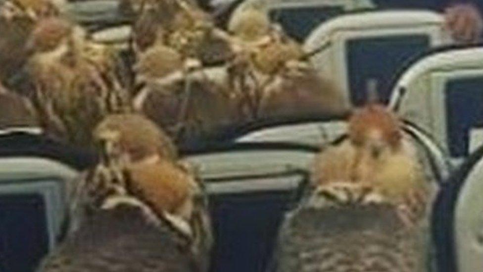 Birds of prey on board a Middle East airliner