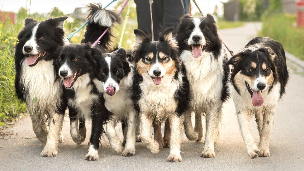 Dogs on a walk