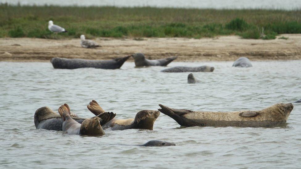 Seals