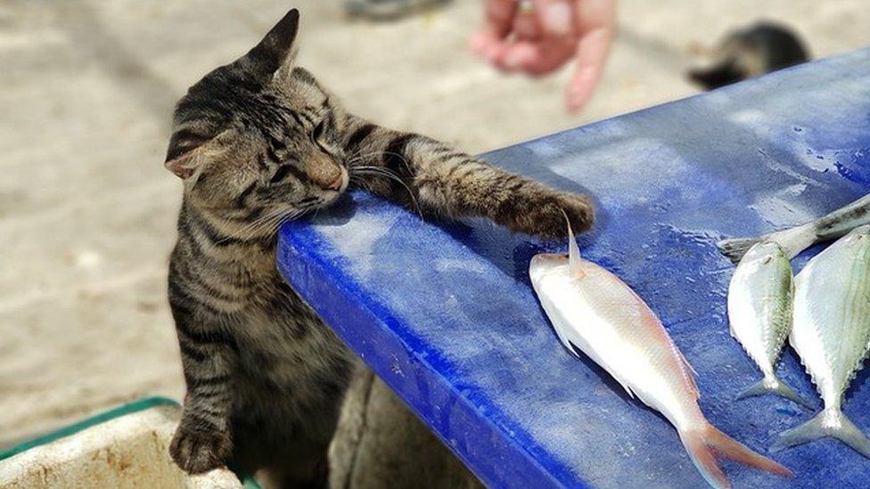 the catch of a local fishing community in Songkla, Thailand