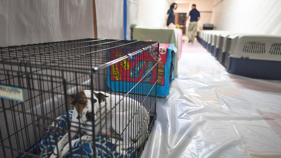 Volunteers take care of pets in a makeshift shelter at the Timberlin Creek Elementary School in St. Augustine, Florida, on October 6, 2016, ahead of hurricane Matthew.