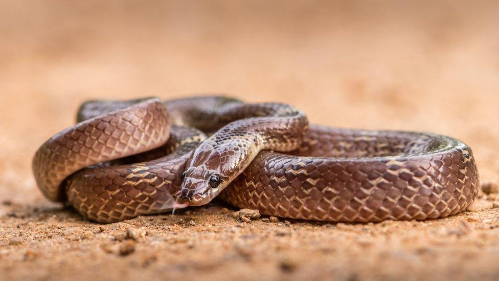 Rat Snake is taken at Gujarat in India.