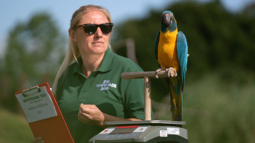 blue-throated macaw is weighed by staff