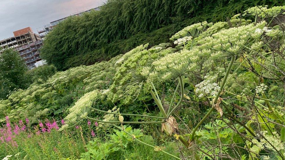 giant hogweed