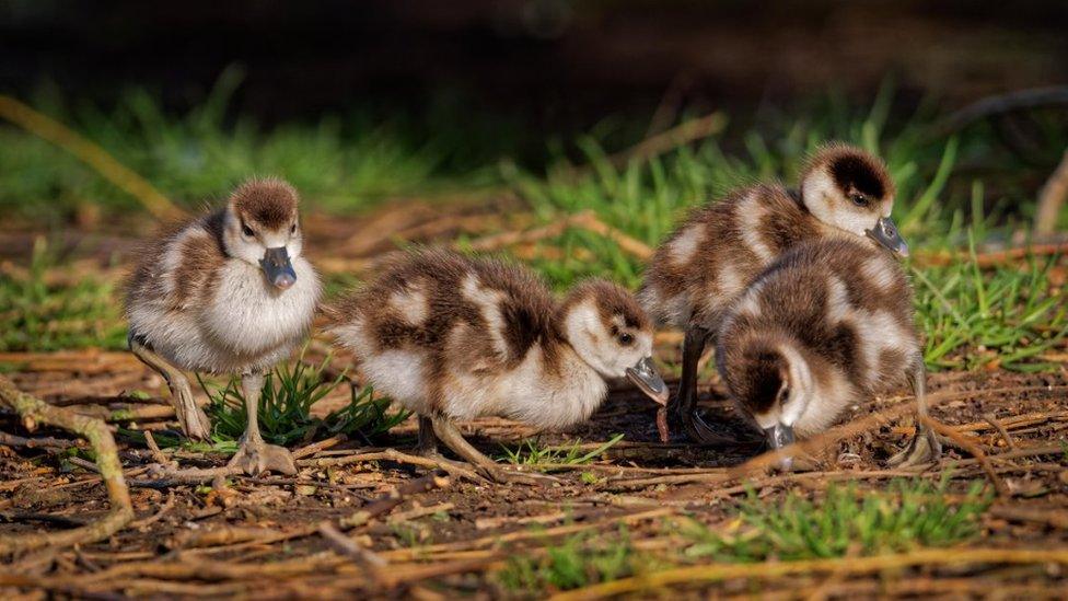 Weather Watcher Ian Morgan snapped these adorable ducklings in Pangbourne