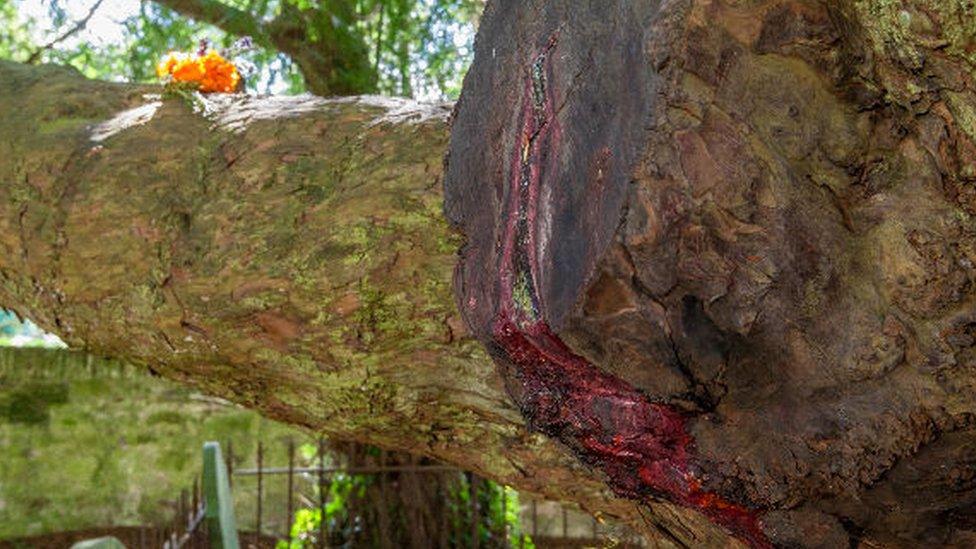 The bleeding yew, St Brynach's Church, Nevern, Pembrokeshire