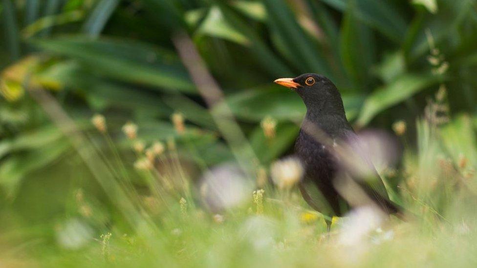 A blackbird standing on grass