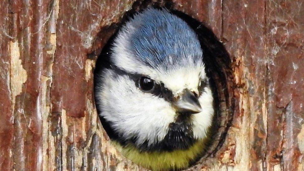 Gazing out: Paul Roberts captured a blue tit at Aberogwen, Gwynedd