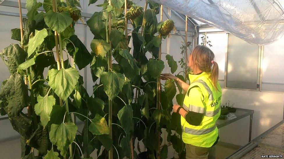 Sunflower plants grown in Australia from seeds collected from the crash site in the Ukraine of flight MH17