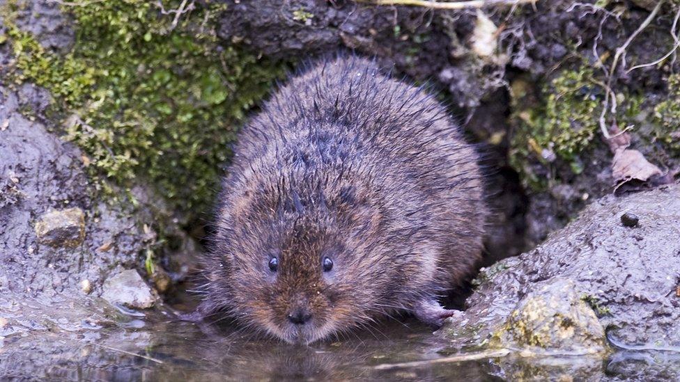 water vole