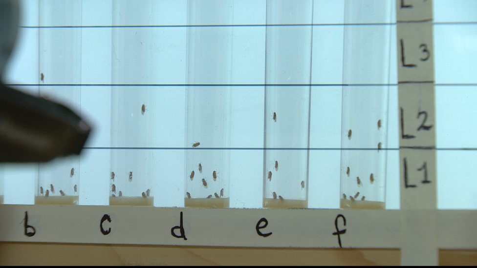 Fruit flies are used in the screening process