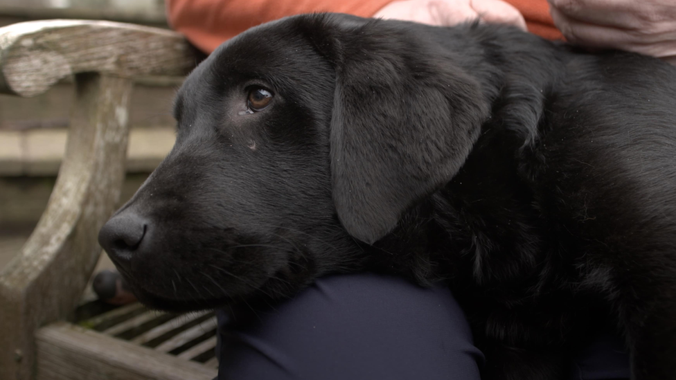 Arthur, labrador