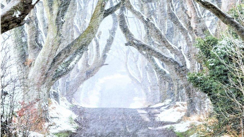 The Dark Hedges