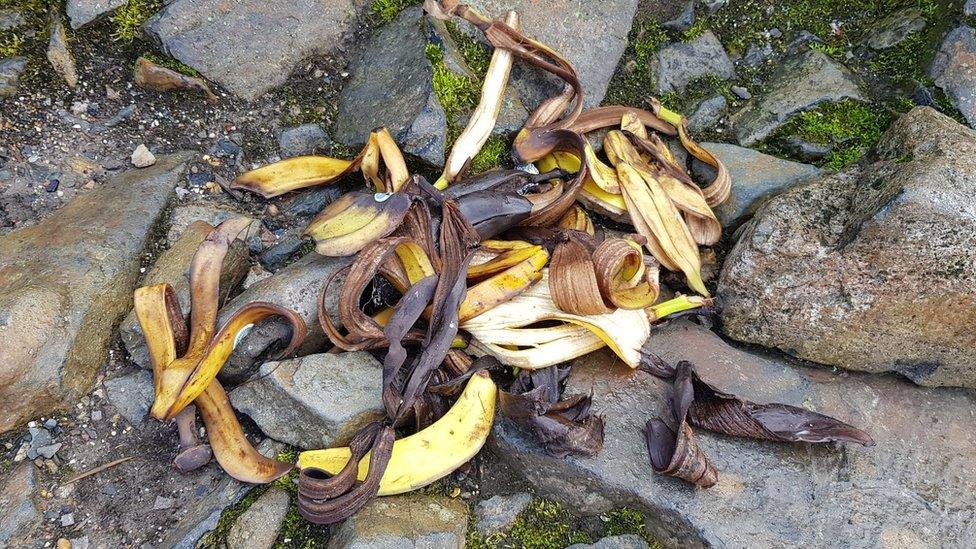 Banana skins collected from Ben Nevis